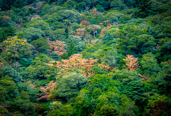 Stewartia, Yakusugi Land, Yakushima, Japan | 