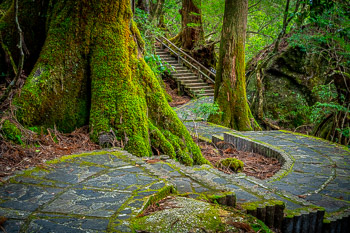 Buddha’s Path, Yakusugi Land, Yakushima, Japan | 
