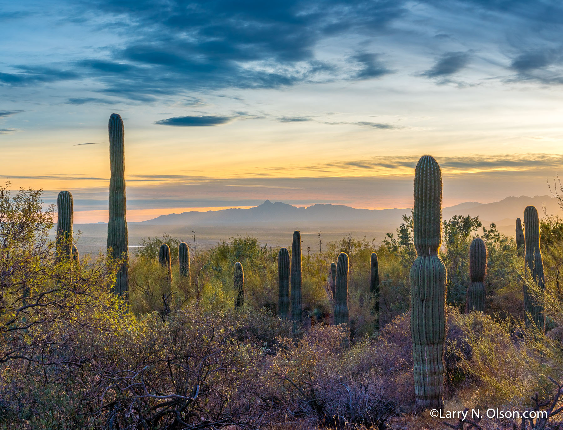 Saguaro National Park, Arizona - Larry N. Olson Photography