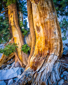 Lodgepole Pine, Sierra Mountains, CA | Huge and weathered Lodgepole Pine, found in the Sixty Lakes Basin of Kings Canyon National Park.