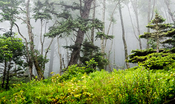 Coastal Forest, Olympic National Park, WA | Verdant  groundcover, Alder and Sitka Spruce are silhouetted in fog.