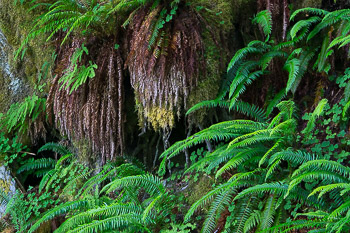 Sword Fern, Olympic National Park, WA | 