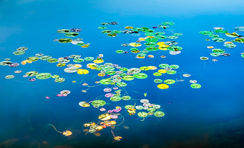 Water Lilies | 