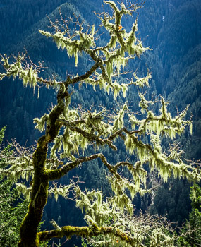 Big leaf Maple, Eagle Creek, Columbia River Gorge, OR | Lichen covered Big leaf Maple is barren of leaves ion this clear winter day.