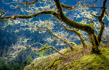 Oak Grove, Eagle Creek, OR | 