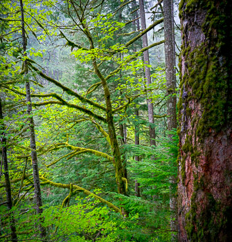 Spring Forest, Oneonta Creek Canyon, Columbia River Gorge, OR | 