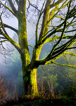 Hoyt Arboretum, Portland, Oregon | 