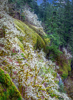 Winter Cliffs, Eagle Creek, Columbia Gorge, OR | 
