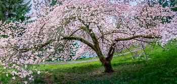 Cherry Trees, Mount Tabor Park, Portland, OR | 
