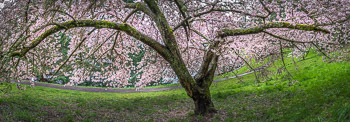 Cherry Trees, Mount Tabor Park, Portland, OR | 