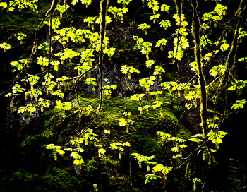 Big Leaf Maple, Columbia River Gorge, Oregon | 
