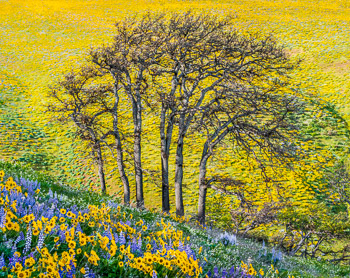 Seven Mile Hill, Columbia River Gorge, OR | Super bloom, spring, 2016