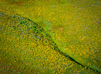 Seven Mile Hill, Columbia River Gorge, OR | Super bloom, spring, 2016