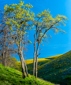 Seven Mile Hill, Columbia River Gorge, OR | Super bloom, spring, 2016