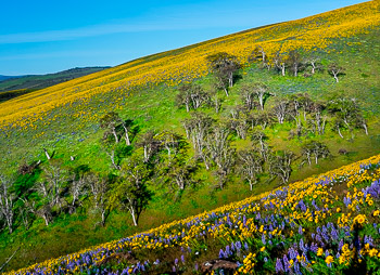 Seven Mile Hill, Columbia River Gorge, OR | Super bloom, spring, 2016