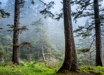 Sitka Spruce, Oswald West State Park, OR | 