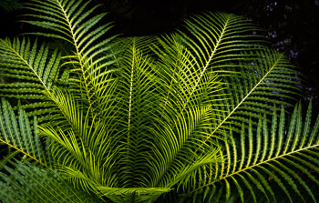 Amsterdam Botanical Gardens | 