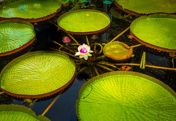 Amsterdam Botanical Gardens | 