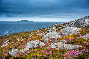 Heather, Dingle Penninsula, Ireland | 