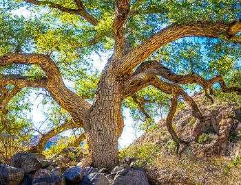 Blue Oak, Catalina Mountains, AZ | 