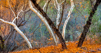 Sycamore, Arizona Ash, Aravaipa Canyon, AZ | Sycamore and Arizona Ash in Aravaipa Canyon Azizona