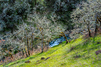 Oaks, Columbia Hills State Park, Columbia River Gorge,  WA | 