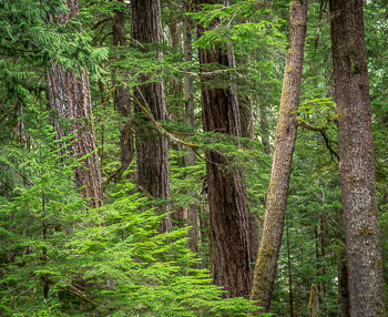 Douglas Fir, Mount Rainier National Park, Washington | 