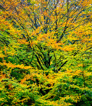 Beech Trees, Hoyt Arboretum, OR | A riot of fall color brightens up the forest at Hoyt Arboretum in Washington Park.