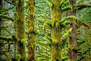 Douglas Fir, Sandy River, OR | 