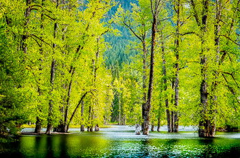 Cottonwoods, Disappearing Lake, Washington | 