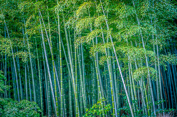 Timber Bamboo, Japan | 