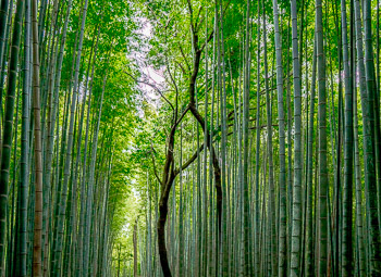 Bamboo Path, Japan | 