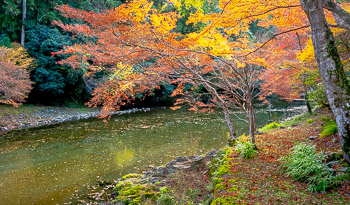 Autum Forest, Kyoto, Japan | 