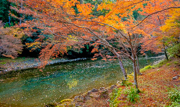 Autumn Forest, Kyoto, Japan | 