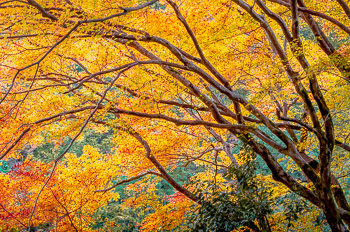 Autumn Forest, Japan Forest, Kyoto, Japan | 