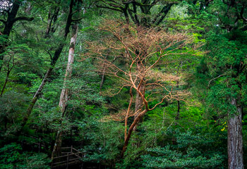 Stewartia, Yakusugi Land, Yakushima, Japan | 
