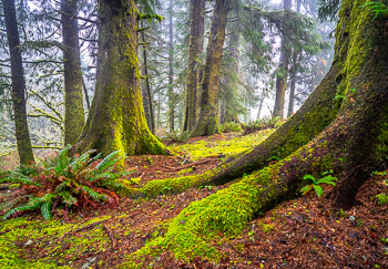 Sitka Spruce, Cascade Head, OR, | 