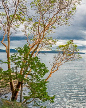 Madrone , Jones Island, San Juan Islands, WA | 