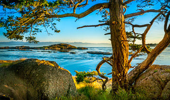 Douglas Fir, Shark Reef, Lopez Island, San Juan Islands, WA | 