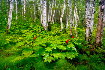Devils Club, Birch, Nancy Lakes, Alaska | 