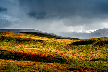 Sable Pass, Denali National Park, Alaska | 