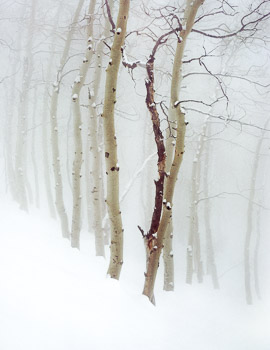 Aspen in Snow #1, Wasatch Mountains, UT, | A graceful snowy grove of Aspen is shrouded in fog.