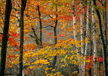 Birch, Maple Forest #4 | Vivid fall color on Madeline Island, WI