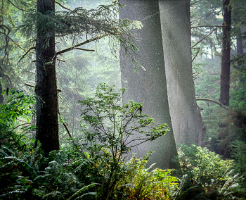 Old Growth Sitka Spruce, Ecola, OR | Coastal fog drifts through old growth Sitka Spruce trees in Ecola State Park Oregon