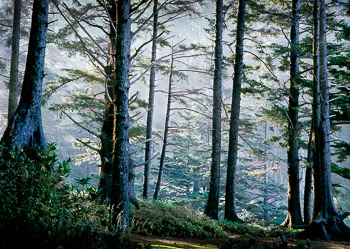 Sitka Spruce #2, Oswald West State Park, OR | Morning light burns through a coastal fog and Sitka Spruce forest.