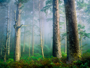 Sitka Spruce, Oswald West State Park, OR | Huge old growth Sitka Spruce tower over the understory and are softly lit  as the sun penetrates the morning mists and fog.