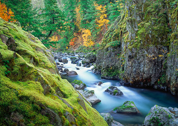 North Fork, Middle Fork, Willamette River, OR | The fall colors add a painterly  touch to a green mossy gorge with white water.