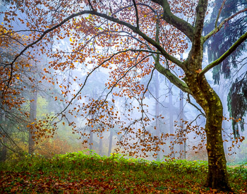 Sycamore, Mount Tabor Park, Portland, OR | Sycamore tree in autum, silhouetted in fog.
