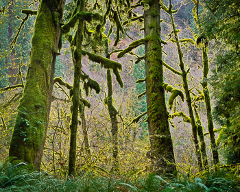Old Growth Forest, Sandy River Canyon, OR | A  backlit old growth forest with glowing green moss is found along the Wild and Scenic River.
