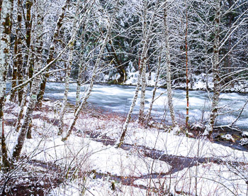 Alder and Snow,Salmon River, OR | A light blanket of snow lays on the dogwoods and alders along the riverbanks.